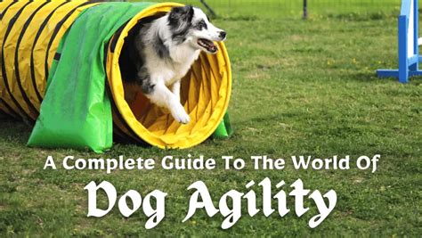 agility show online.